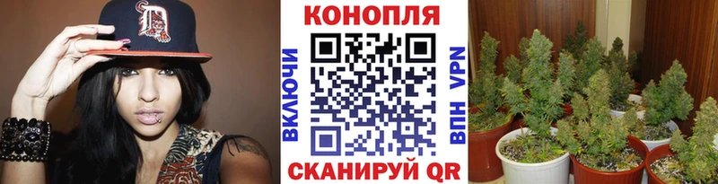закладки Отрадное Шишки марихуана планчик